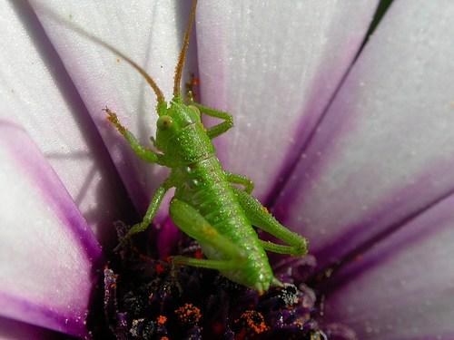 Tettigonia viridissima