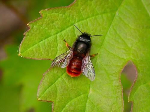 Osmia cornuta