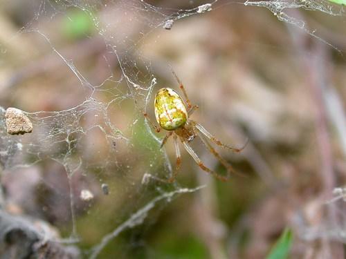 Metellina sp.