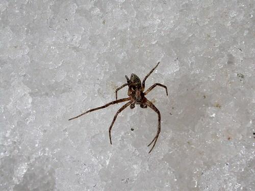 Philodromus sp.