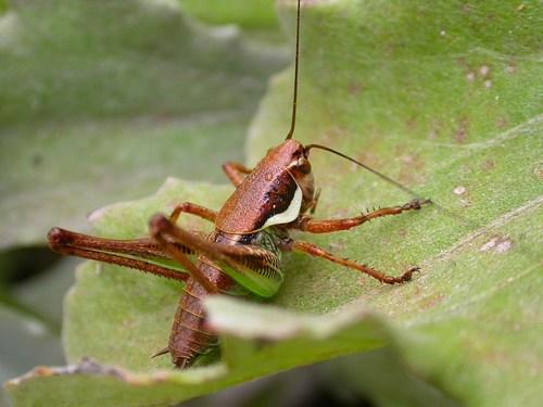 Eupholidoptera tyrrhenica