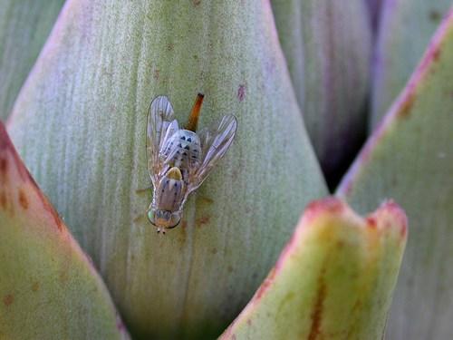 Réf. 27 059 : Terellia sp.
