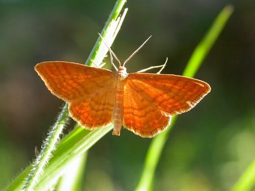 Réf. 27 058 : Idaea ochrata