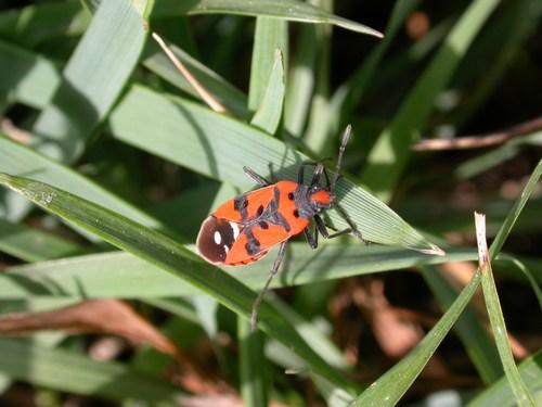 Réf. 27 141 : Lygaeus simulans