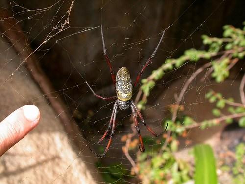 Nephila sp.