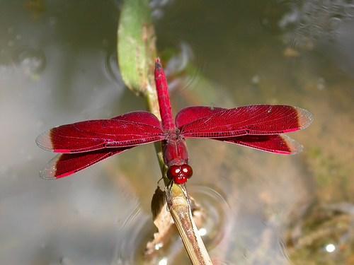 Réf. 27 114 : Neurothemis sp.