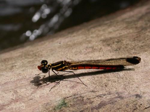 Libellago aurantiaca