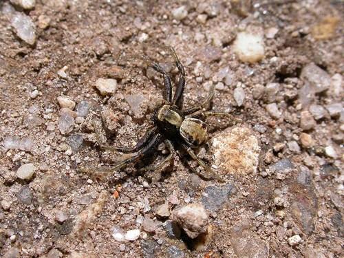 Xysticus sp.