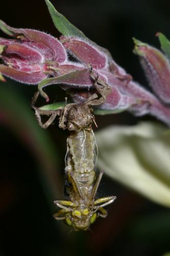 Libellula sp.