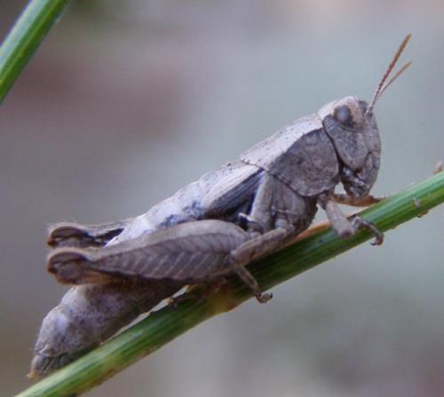Pezotettix giornae