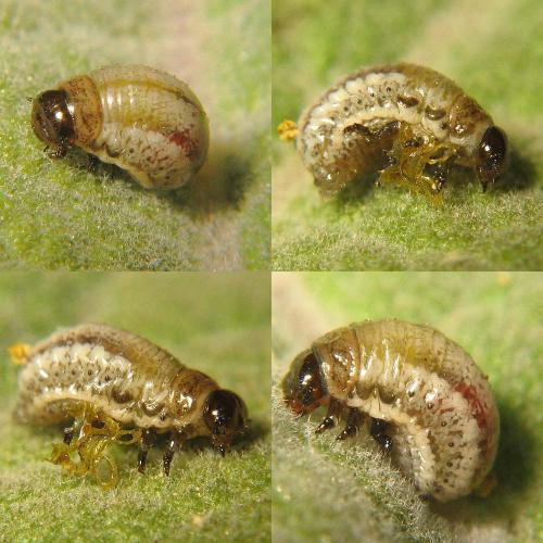 Réf. 27 485 : Chrysolina americana