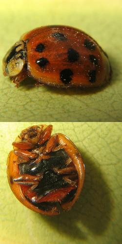 Harmonia axyridis