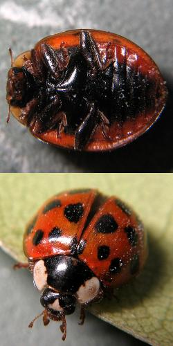 Harmonia axyridis