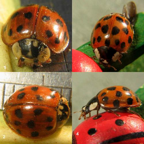 Réf. 27 834 : Harmonia axyridis