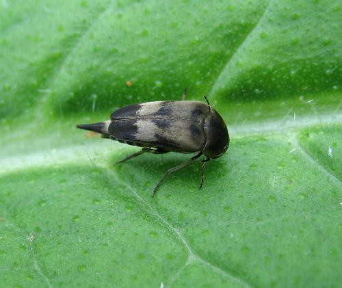 Variimorda sp.