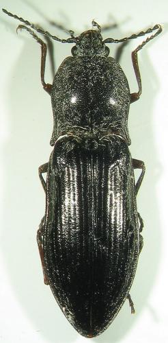Réf. 27 184 : Paraphotistus impressus