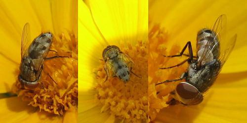 Miltogramma sp.