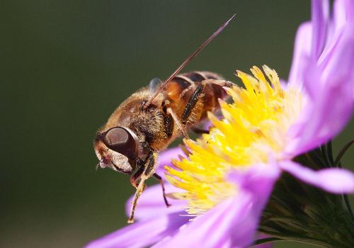 Réf. 27 946 : Eristalis sp.