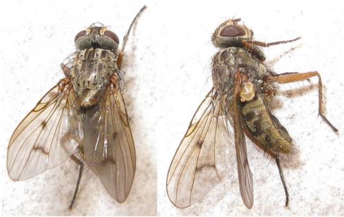 Phaonia tuguriorum