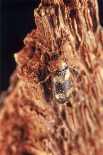 Mycetophagus fulvicollis
