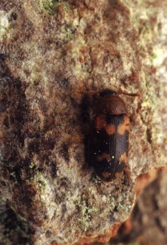 Réf. 27 842 : Mycetophagus piceus