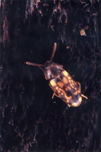 Mycetophagus multipunctatus