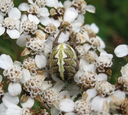 Réf. 27 684 : Neoscona adianta