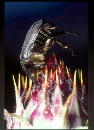 Netocia oblonga