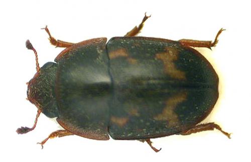 Réf. 27 657 : Cryptarcha strigata