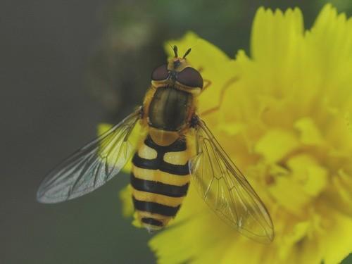 Syrphus sp.