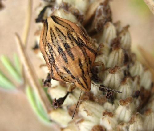 Odontotarsus purpureolineatus