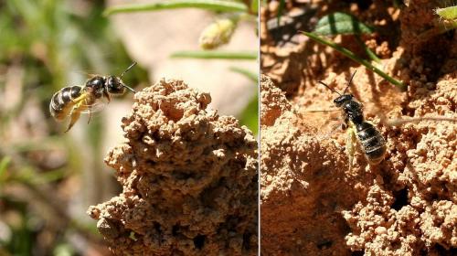 Réf. 27 908 : Lasioglossum sp.