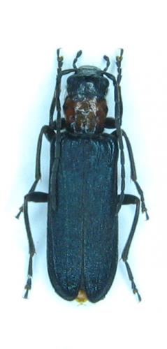 Réf. 27 755 : Anogcodes fulvicollis