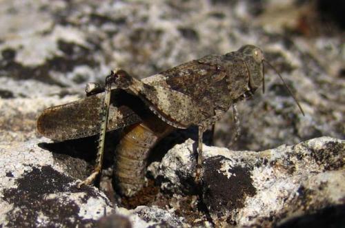 Réf. 27 043 : Oedipoda germanica germanica