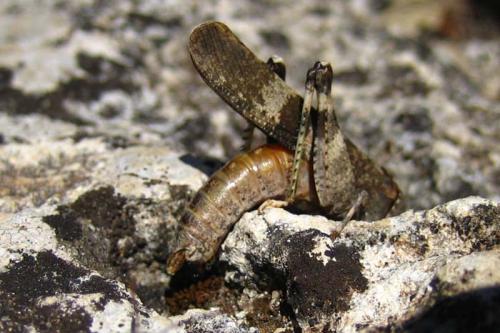 Réf. 27 044 : Oedipoda germanica germanica