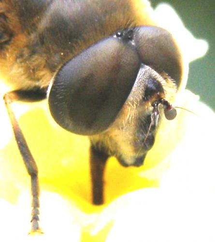 Eristalis tenax