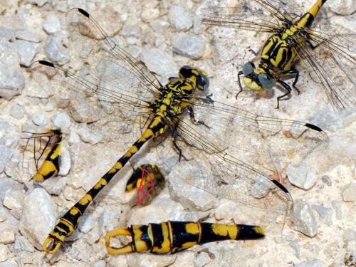 Réf. 27 609 : Onychogomphus uncatus