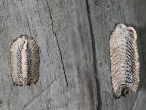 Iris oratoria