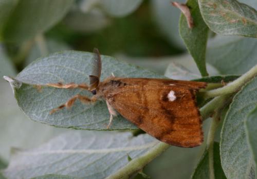 Orgyia antiqua