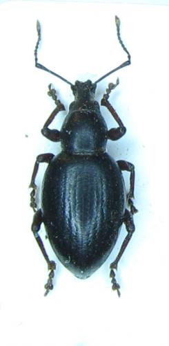Otiorhynchus sp.