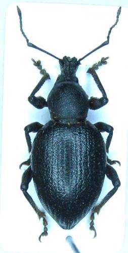 Otiorhynchus sp.