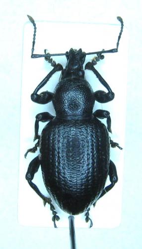 Réf. 27 652 : Otiorhynchus morio
