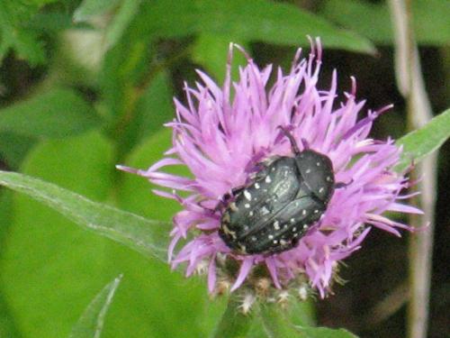 Réf. 27 707 : Oxythyrea funesta