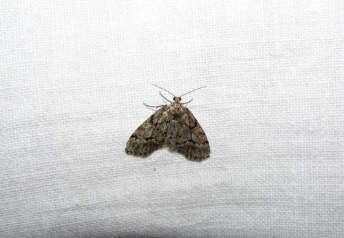 Tephronia sp.