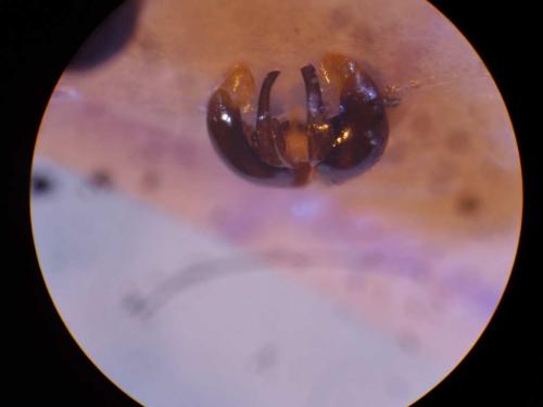 Lasioglossum sp.