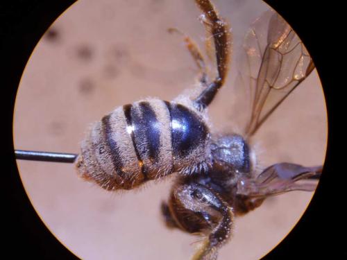 Réf. 27 717 : Lasioglossum prasinum
