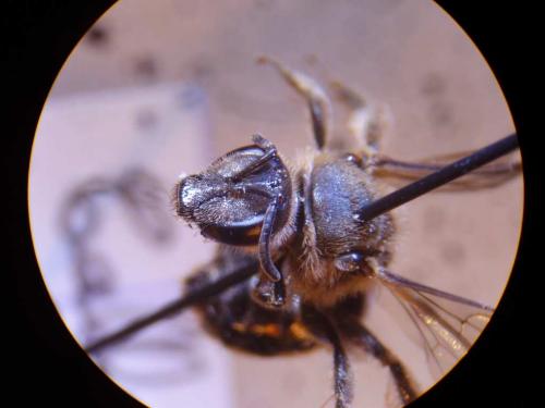 Réf. 27 736 : Lasioglossum prasinum