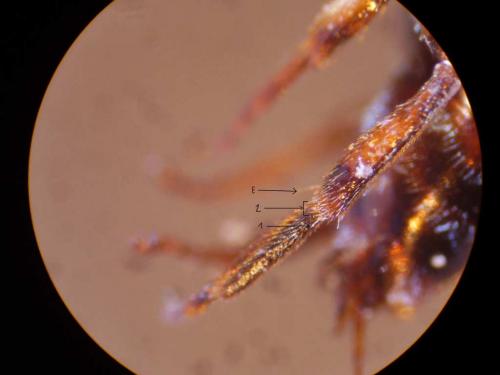 Nomada sp.