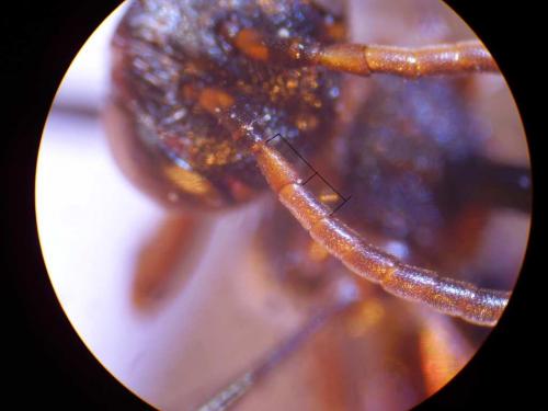 Nomada sp.