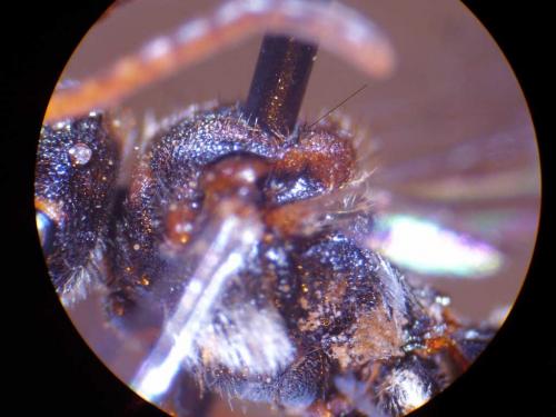 Nomada sp.